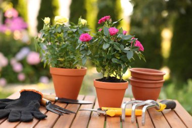 Güzel saksı gülleri ve bahçe aletleri ahşap masada, yakın plan.