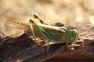 Bulanık arka planda bir çekirge, yakın plan