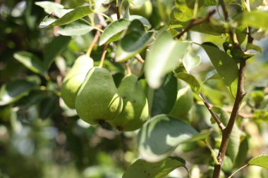 Bahçesinde meyveler olan armut ağacı dalı, yakın plan.
