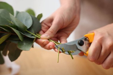 Çiçekçi çiçekçide okaliptüs dallarından güzel bir buket yapıyor, yakın plan.