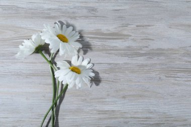 Gri ahşap masadaki papatya çiçekleri düzdü. Metin için boşluk