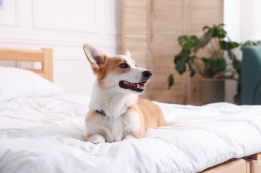 Evcil hayvan dostu otel. Yatakta tatlı bir köpek var.