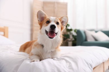 Evcil hayvan dostu otel. Yatakta tatlı bir köpek var.