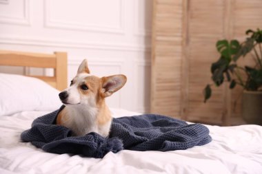 Evcil hayvan dostu otel. Yatağında havlusu olan sevimli bir köpek.