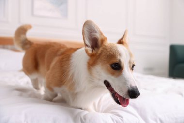 Evcil hayvan dostu otel. Yatakta tatlı bir köpek var.