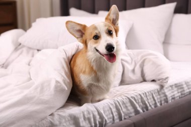 Evcil hayvan dostu otel. Yatakta battaniyeli şirin bir köpek oturuyor.