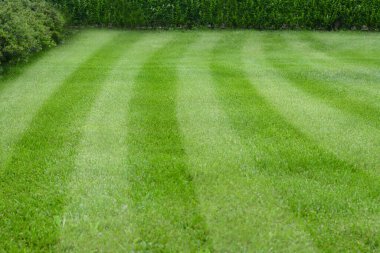 Açık havada çizgili taze yeşil çimen.