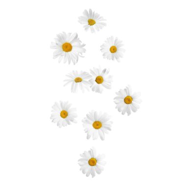 Beyaz arka planda düşen güzel papatya çiçekleri