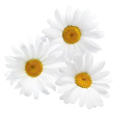 Güzel taze papatya çiçekleri beyazda izole edilmiş.