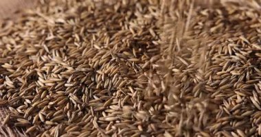 Çiğ yulaf tanelerini masaya dök, yakından.