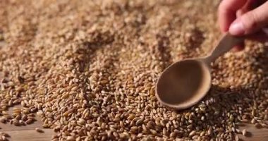 Tahta masada kepçeyle buğday tohumu alan kadın, yakın plan.