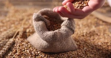 Masadaki çuval bezine buğday taneleri döken kadın, yakın plan.