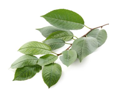 Taze yeşil yapraklı ağaç dalı beyaza izole edilmiş.