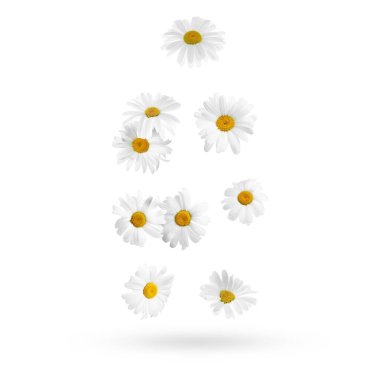 Beyaz arka planda düşen güzel papatya çiçekleri