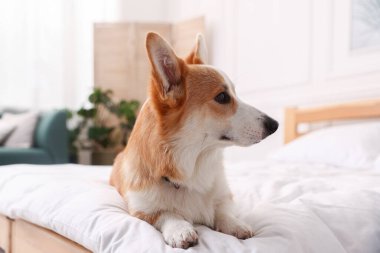 Evcil hayvan dostu otel. Yatakta tatlı bir köpek var.