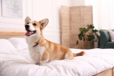 Evcil hayvan dostu otel. Şirin köpek yatağın içinde oturuyor.