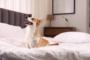 Evcil hayvan dostu otel. Şirin köpek yatağın içinde oturuyor.