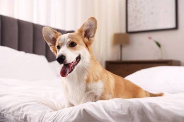 Evcil hayvan dostu otel. Şirin köpek yatağın içinde oturuyor.