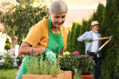 Bahçe bitkileriyle çalışan yaşlı çift, seçici odaklı.