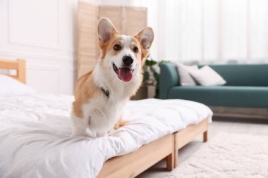 Evcil hayvan dostu otel. Yatakta sevimli bir köpek, mesaj için de yer var.