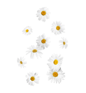 Beyaz arka planda düşen güzel papatya çiçekleri