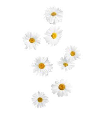 Beyaz arka planda düşen güzel papatya çiçekleri