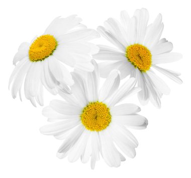 Güzel taze papatya çiçekleri beyazda izole edilmiş.