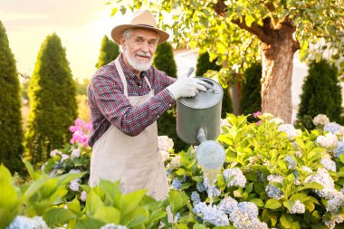 Şapkalı ve önlüklü yaşlı adam bahçedeki güzel çiçekleri teneke kutuyla suluyor.