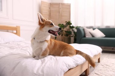 Evcil hayvan dostu otel. Şirin köpek yatağın içinde oturuyor.