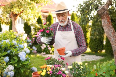 Şapkalı ve önlüklü yaşlı bir adam bahçedeki çömleğe güzel çiçekler naklediyor.