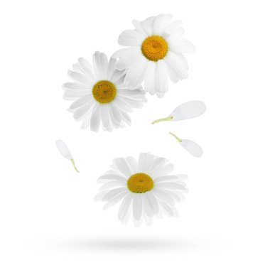 Beyaz arka planda düşen güzel papatya çiçekleri