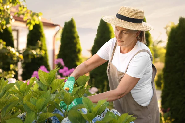 Şapkalı, eldivenli ve önlüklü yaşlı kadın bahçede bitki ve mezhepçilerle çalışıyor.