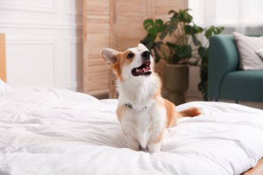 Evcil hayvan dostu otel. Şirin köpek yatağın içinde oturuyor.