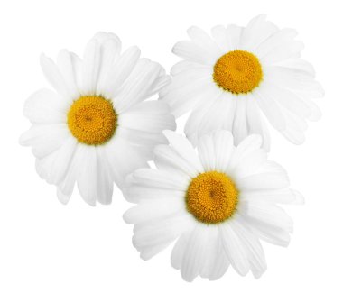 Taze papatyalar beyazda izole edilmiş. Güzel çiçekler.