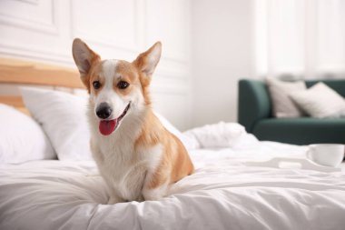 Evcil hayvan dostu otel. Şirin köpek yatakta oturuyor, mesaj için yer var.