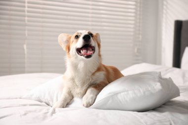 Evcil hayvan dostu otel. Yatağında yastığı olan sevimli bir köpek.