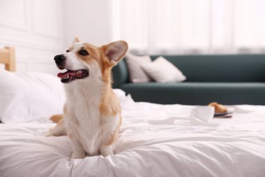 Evcil hayvan dostu otel. Şirin köpek yatakta oturuyor, mesaj için yer var.
