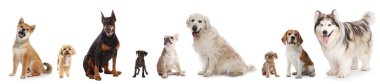 Farklı cinslerden sevimli köpekler beyaz kolajda izole edilmiş.