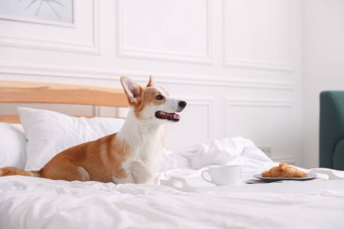 Evcil hayvan dostu otel. Tatlı köpek ve kruvasanla tepsi ve beyaz duvarın yanındaki yatakta kahve, mesaj için yer.