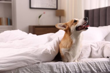 Evcil hayvan dostu otel. Yatakta battaniyeli şirin bir köpek oturuyor.