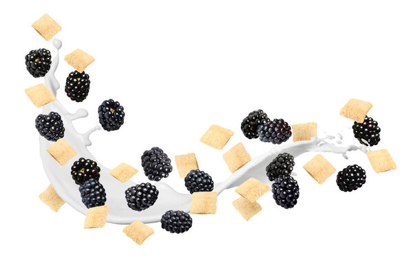 Splashing milk with sweet corn pads and fresh blackberries in air against white background. Healthy breakfast