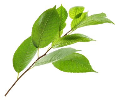 Taze yeşil yapraklı ağaç dalı beyaza izole edilmiş.