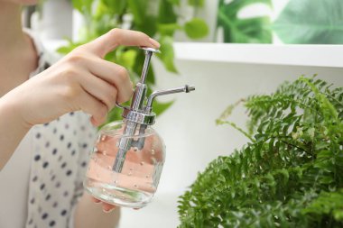 Genç bir kadın, güzel çiçekleri kapalı mekandaki şişelerden su püskürtüyor.