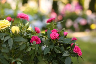 Bahçede büyüyen güzel güller, yakın plan