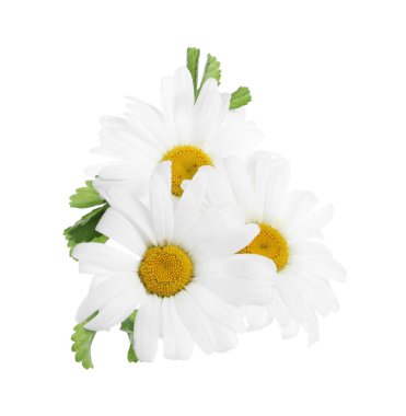 Beyaz yapraklı güzel papatya çiçekleri, üst manzara