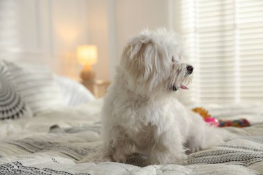 Evdeki yatakta tatlı beyaz Maltese köpeği