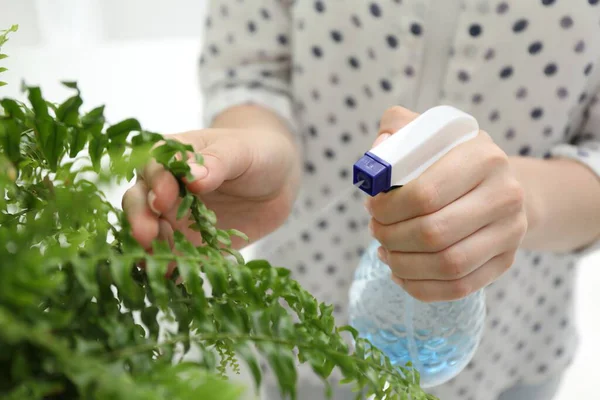 Genç bir kadın, güzel çiçekleri kapalı mekandaki şişelerden su püskürtüyor.