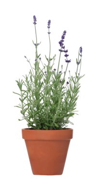 Beyaz tencereye izole edilmiş güzel lavanta bitkisi.