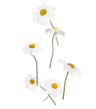 Beyaz arka planda düşen güzel papatya çiçekleri