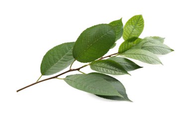 Taze yeşil yapraklı ağaç dalı beyaza izole edilmiş.